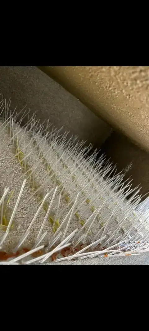 Bird Spikes